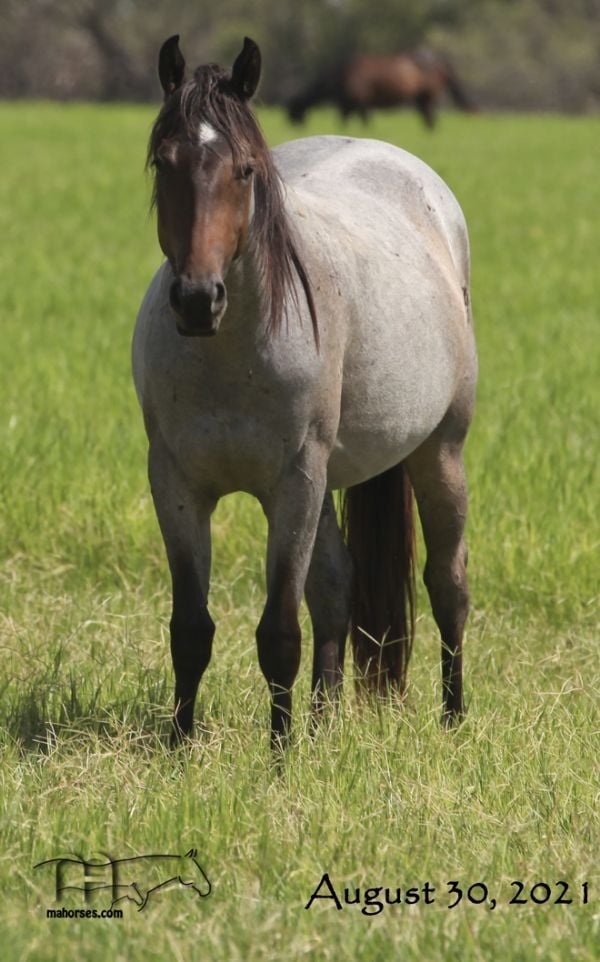 Miss Smokie Hancock's 2019 roan filly